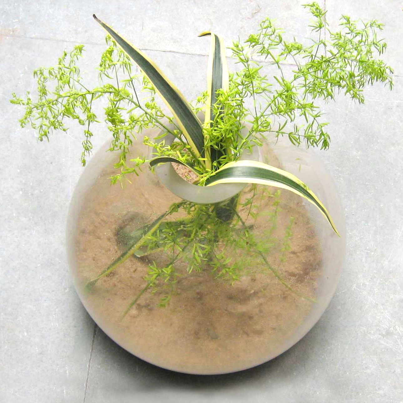 Soap Glass Herbarium herbariums, candleholders , vases or even fish tanks
