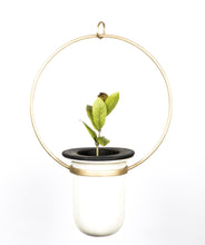 Birbal Planter