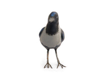 PM Crow L paper mache lightweight handpainted Accessory , Display , Table Top, kid , toy